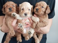 Toy poodle kalitesinde maltipoo yavrular