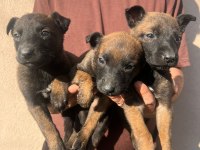 Belçika malinois yavrular