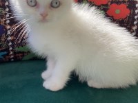Bembeyaz kırık kulak scottish fold yavru