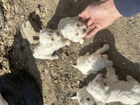 Maltese Terrier Sıfır Boy