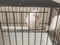 Albino 46 günlük yavrumuhabbet kuşu konuşmaya çok yatkın