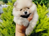 Pomeranian yavruları