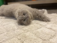 Scottish fold kedimiz için ulaşın