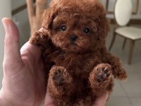 Kore Teacup Poodle Yavrumuz
