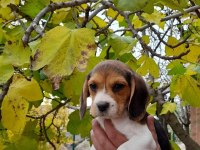 Neden mi Beagle Açıklamayı Okuyun Lütfen