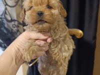 Kızımda alerji çıktı o yüzden köpeğimizi vermek istiyoruz