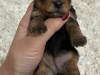 A kalite anne altından Yorkshire terrier