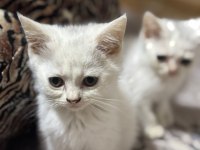 2 Aylık Olmak Üzere Dişi Ve Erkek Karışım Kediler