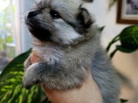 Pomeranian Boo Erkek Ve Dişi Yavrularımız