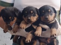Koca kafa macar rottweiler yavrular