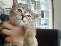 Tırtıl british shorthair bebek