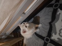 Kedi scottish straight