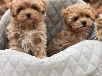Ev üretimi baby face maltipoo yavrularımız