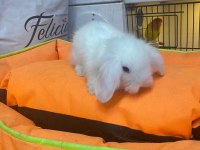 HOLLANDA LOP CÜCE TAVŞAN
