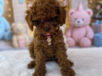 Teacup Poodle