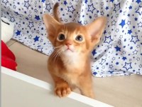 SAFKAN EBEVEYNLERDEN HER RENK HABEŞ KEDİSİ YAVRULAR