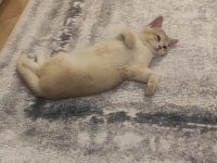 Ödüllü British Shorthair yavru
