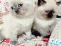 Scottish Fold Yavrular