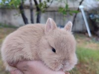 Cüce Tavşanlar (Netharlend dwarf)