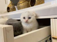 British shorthair ve scottish yavrularımız