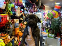 IRK VE SAĞLIK GARANTİLİ - PUG MOPS BEBEKLER