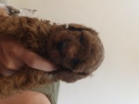 Son iki erkek poodle yavrumuz