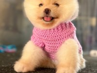 TATLI POMERANİAN BOO YAVRU