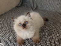 Mavi Gözlü Dişi British Longhair