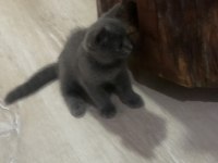 Bebeğim yeni yuvasına hazır british shorthair