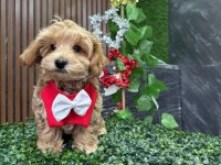 Cinsinin en iyisi maltipoo