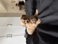 Eşsiz Kore Maltipoo Bebekler