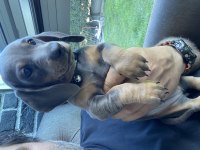 Blue Dachshund (sosis köpek) Yavrular