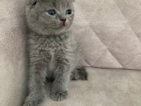 Ayı surat top kafa sıfır kulak ERKEK scottish fold