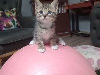 Boncuk 1 aylık tekir kedimiz