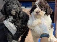 Portekiz su köpeği çok şirin yavrular 