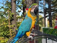 Full evcil macaw konuşuyor taklit yapıyor