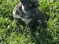 French bulldog Blue Tan dişi (3 aylık)