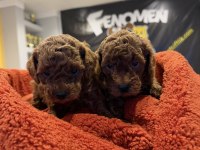 Wc Egitimli Toy Poodle Yavrularımız Fenomen Pets Ankara