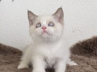 British Shorthair Chocolatte Point Dişi