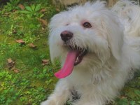 Terrier 1 yaşında eğitimli