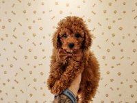 POODLE TOY MUHTEŞEM BEBEKLER