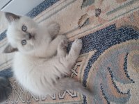 British shorthair blue point