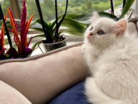 Oyuncu sağlıklı british longhair yavrularım teslime Hazır