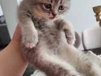 British shorthair bursa orhangazi elden teslimat olur