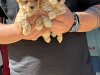 Sevimli kaliteli Maltipoo yavruları