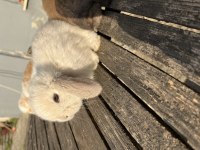Mini lop safkan tavşan yavruları