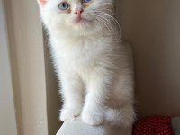 2 aylık erkek british longhair