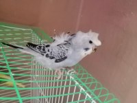 4 erkek 1 dişi muhabbet kuşları