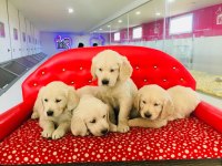 Golden Retriever Yavrularımız