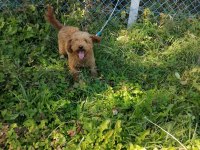 14 aylık poodle tüy yumağı oğlumuz şatışta
